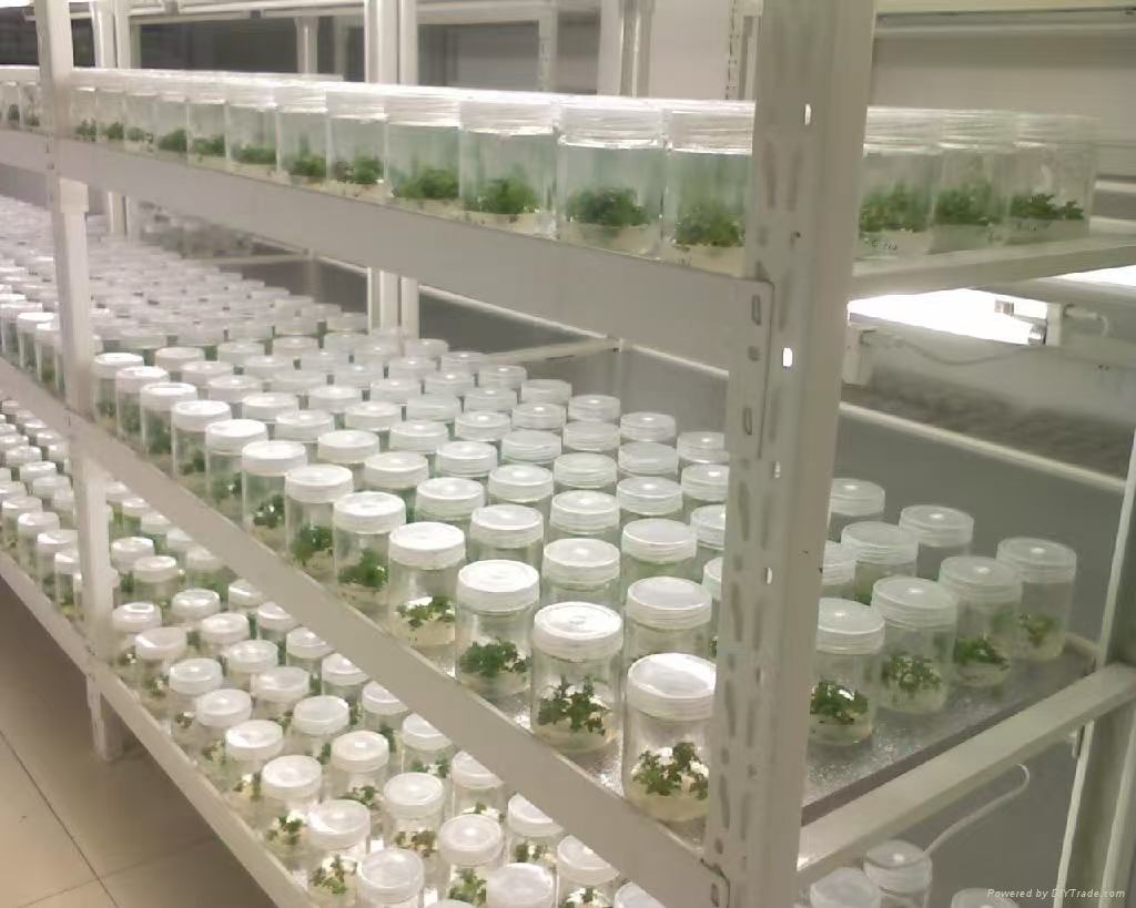 江苏组培实验室应该如何布局